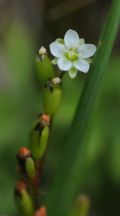 Drosera rotundifolia